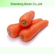 2015 Organic Fresh Vegetable Carrot